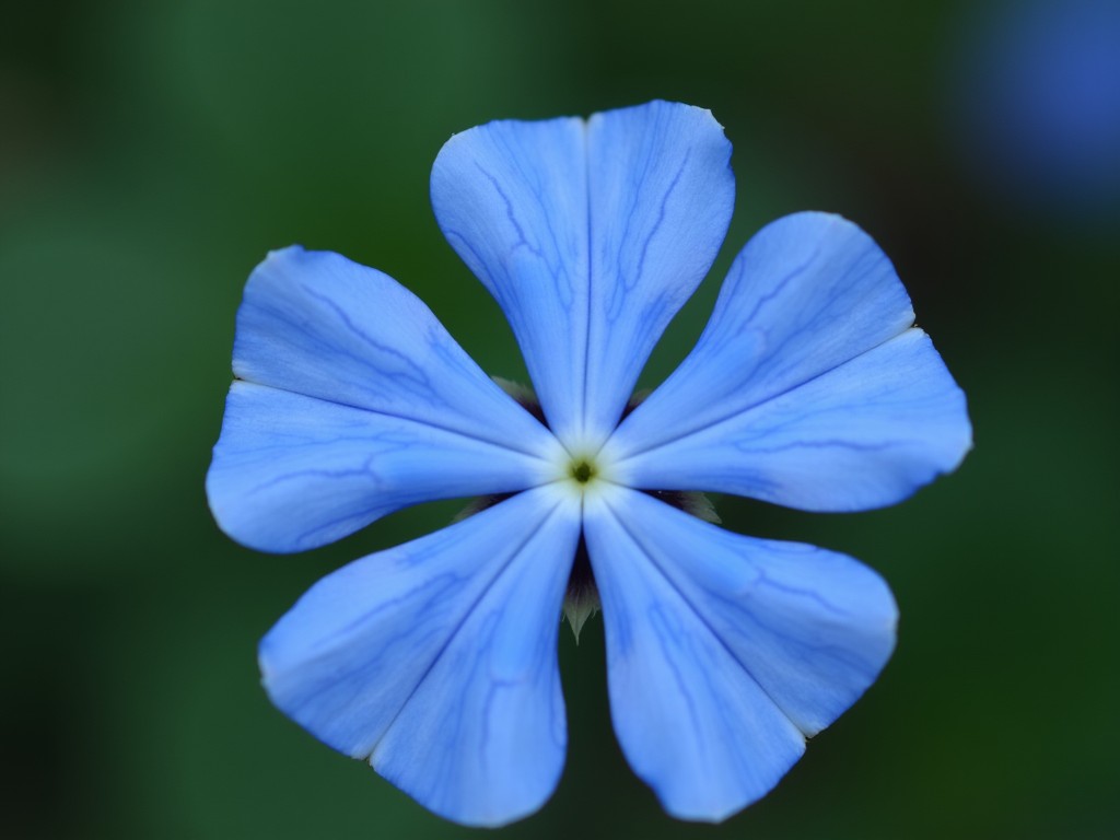 Vibrant blue flower captured in a close-up shot with a blurred green background.