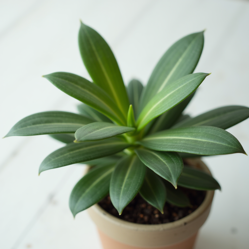 A close-up of a potted plant with lush green leaves radiating from a central stem on a light background.