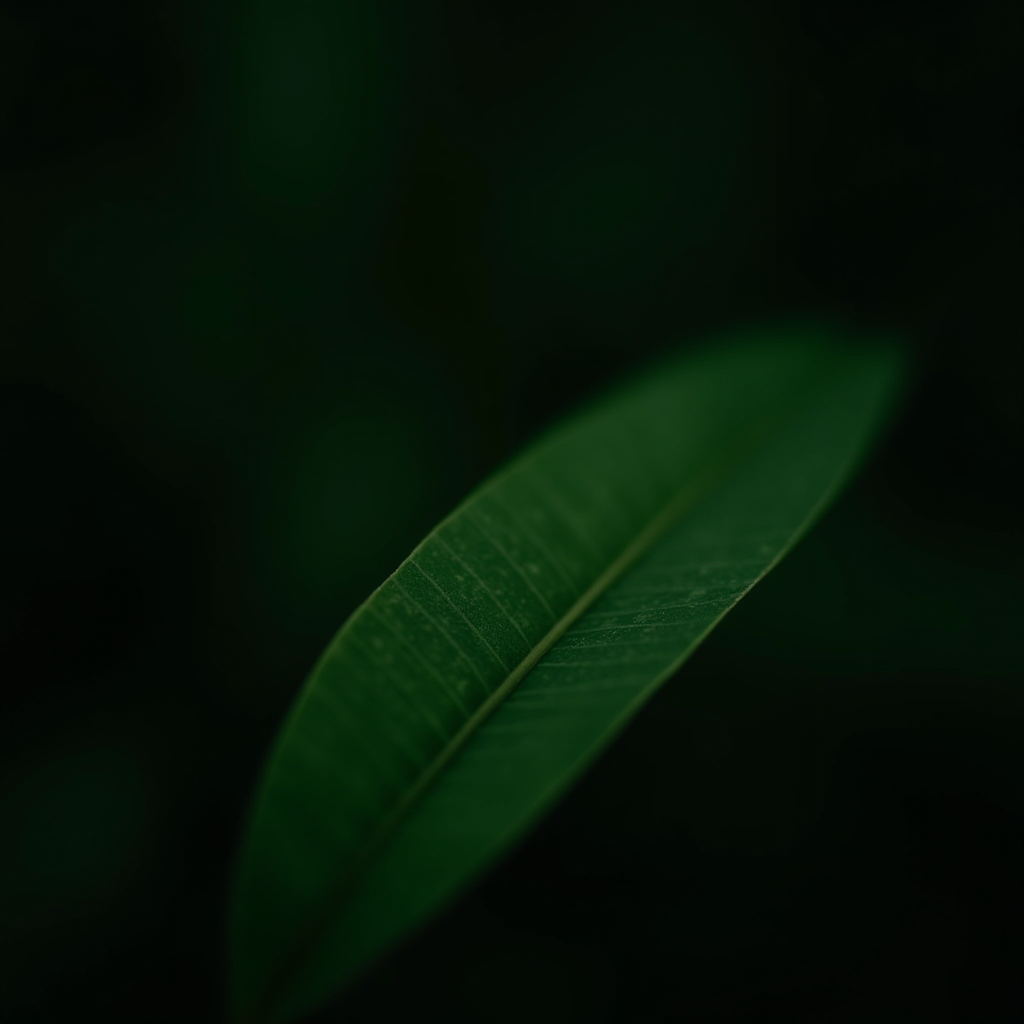 A single green leaf with subtle textures set against a dark, blurred background.